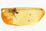 Large Detailed Fossil Spider (Araneae) In Baltic Amber #325342-1